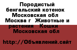  Породистый бенгальский котенок - Московская обл., Москва г. Животные и растения » Кошки   . Московская обл.